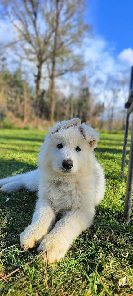 l'Orée des Forets Blanches - Chiots disponibles - Berger Blanc Suisse