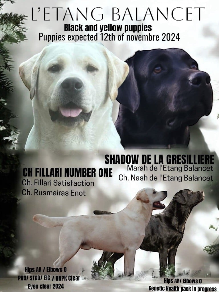 De L'Etang Balancet - Labrador Retriever - Portée née le 14/11/2024