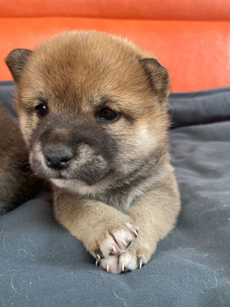 John Coppier - Chiots disponibles - Shiba