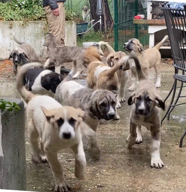 Chiot Cao de Gado Transmontano Du Haras Du Paty