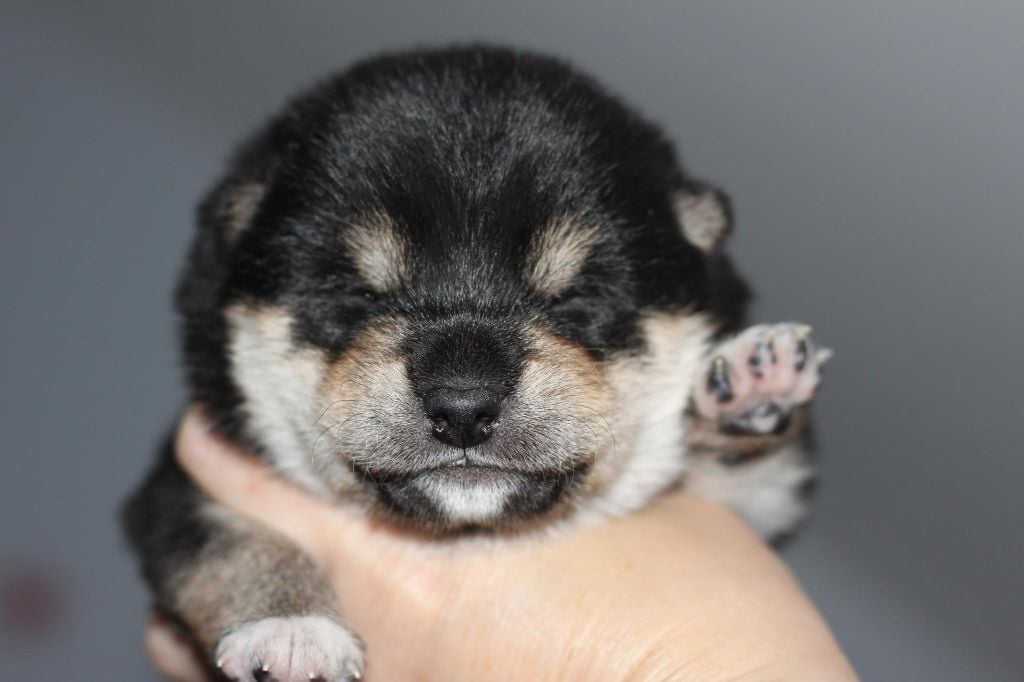 Of Dinkiana - Chiots disponibles - Shiba