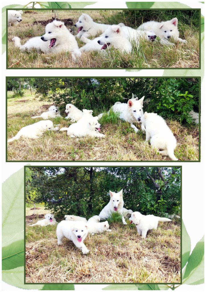 Des Gardiens Aux Deux Ailes - Berger Blanc Suisse - Portée née le 16/04/2023