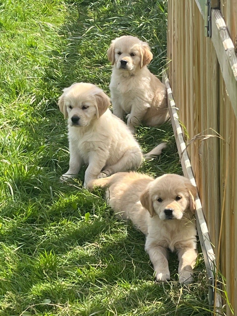 Chiot Golden Retriever de l'Ecurie des Grands Bois