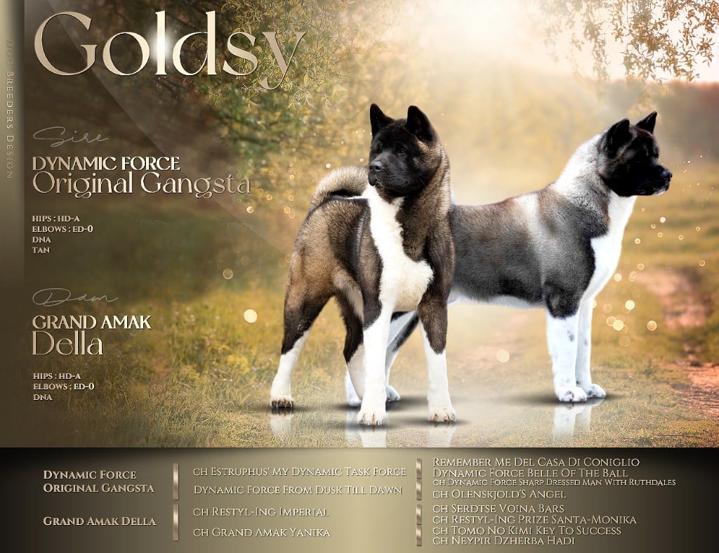 Chiot Akita americain Goldsy