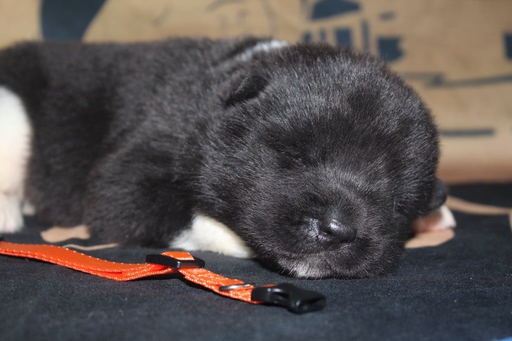 Goldsy - Chiots disponibles - Akita americain