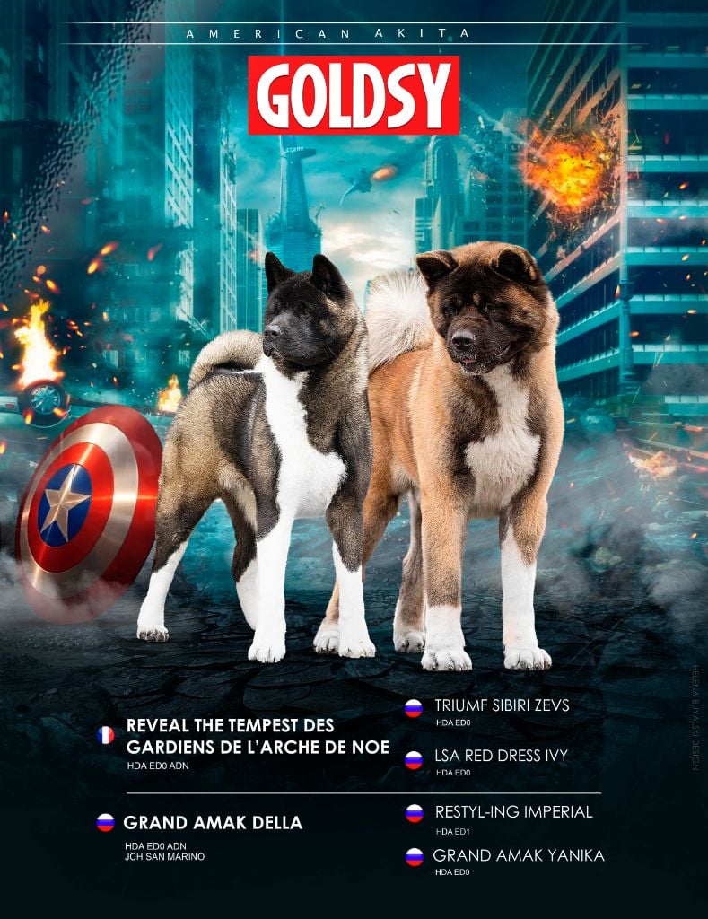 Goldsy - Akita americain - Portée née le 12/08/2023