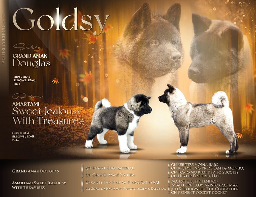 Goldsy - Akita americain - Portée née le 18/10/2024