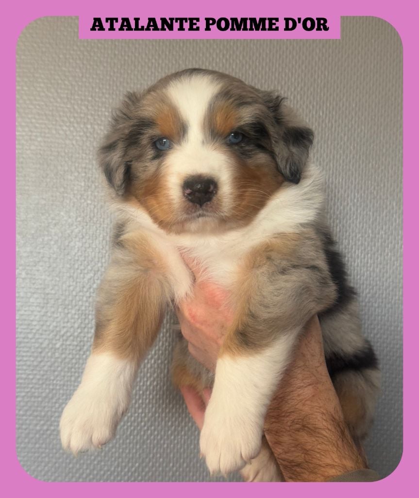 Tianomana La Douce - Chiots disponibles - Berger Australien