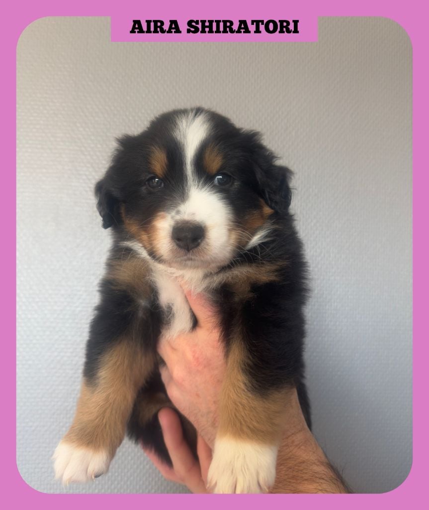 Tianomana La Douce - Chiots disponibles - Berger Australien