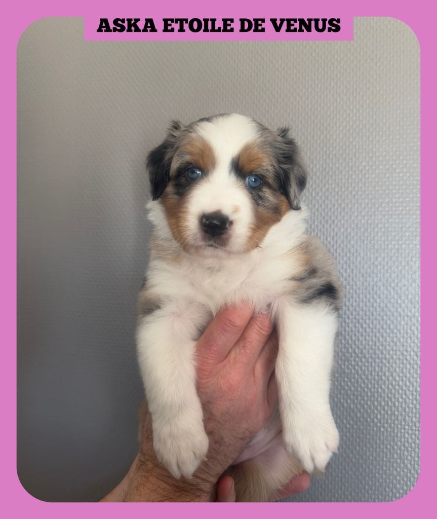 Tianomana La Douce - Chiots disponibles - Berger Australien