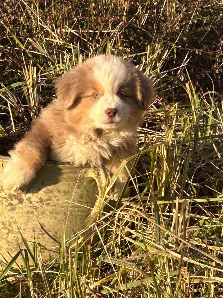 de Dolce Malou - Chiots disponibles - Berger Américain Miniature 