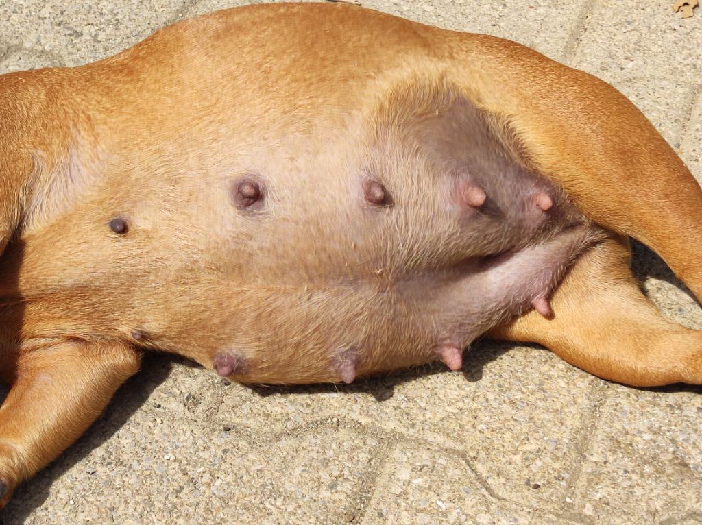 Chiot Bouledogue français De L' Alzine De Saint-Martin