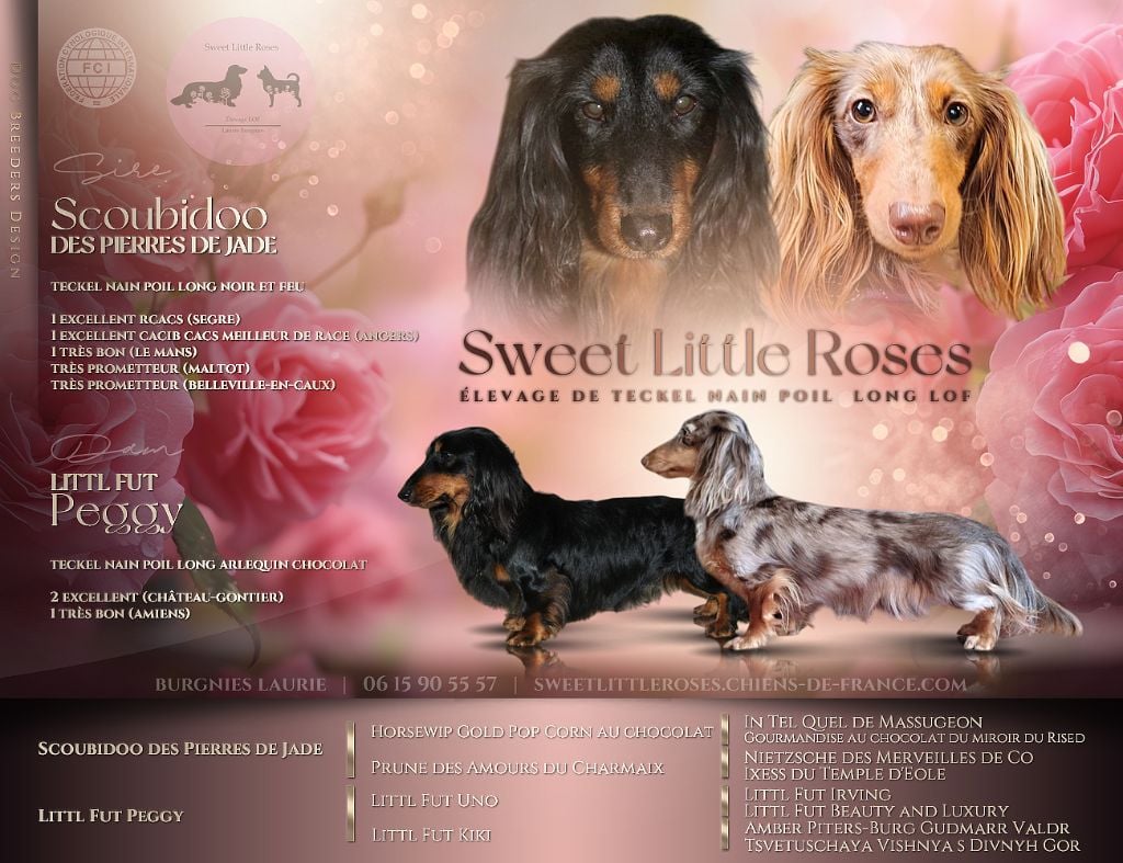 Sweet Little Roses - Les premiers bébés teckel de l'élevage arrivent ?