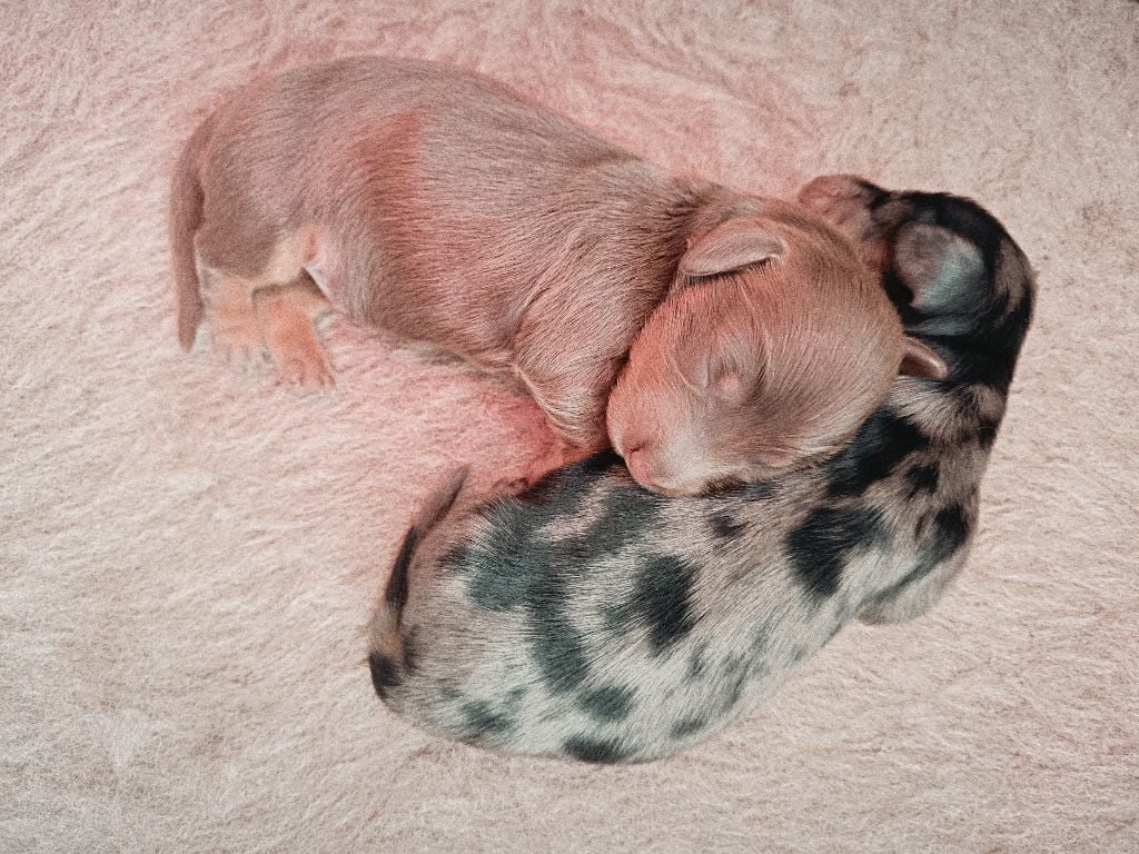 Les bébés de Ziggy sont arrivés