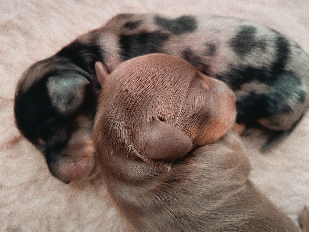 Sweet Little Roses - Chiots disponibles - Teckel poil long