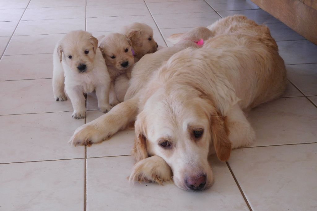 Du Clos De La Verdrie - Golden Retriever - Portée née le 27/03/2023