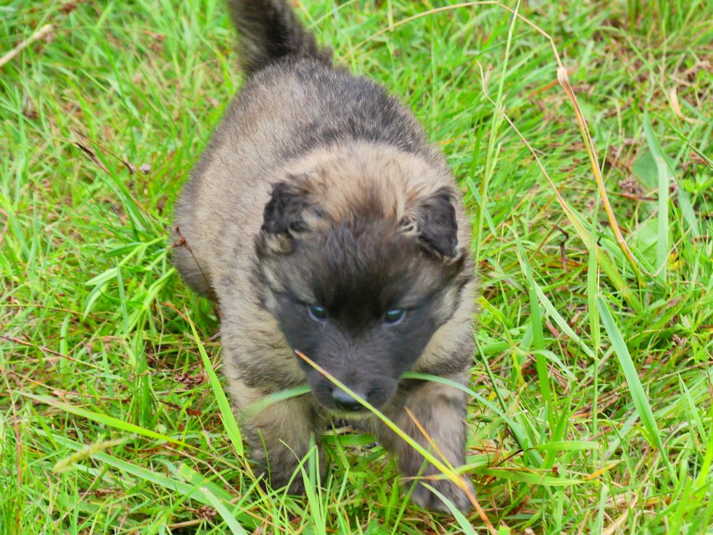 Des Légendes D'Onest - Chiots disponibles - Berger Belge