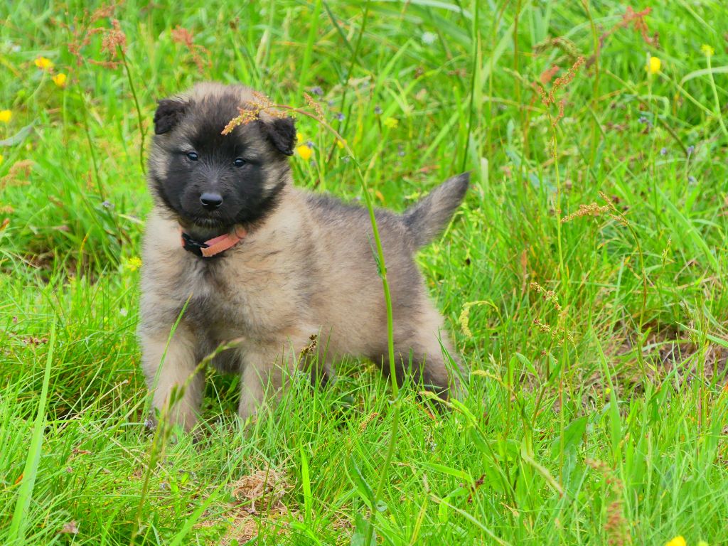 Des Légendes D'Onest - Chiots disponibles - Berger Belge