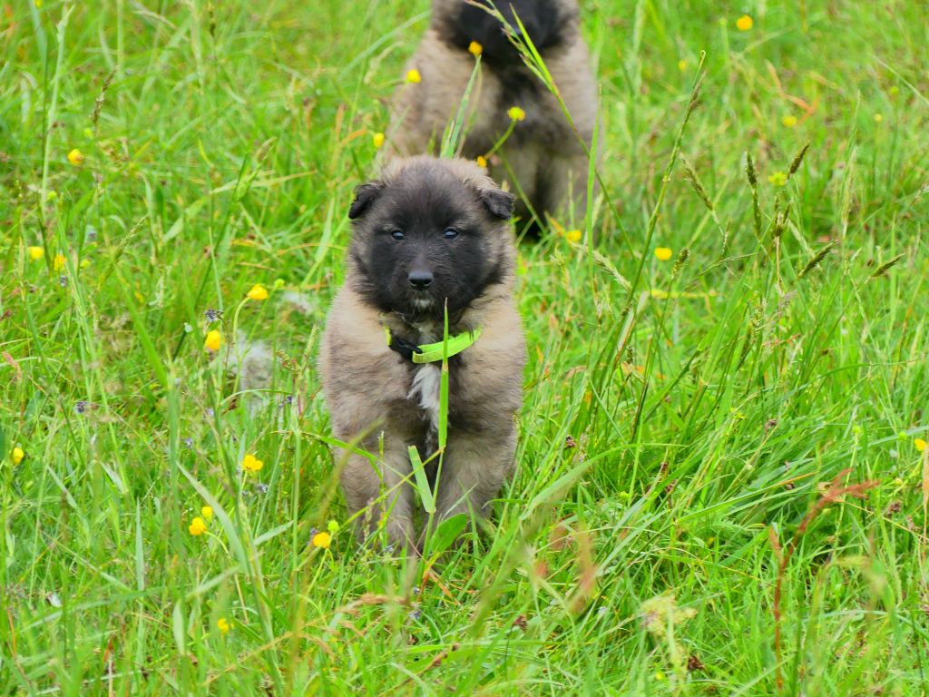 Des Légendes D'Onest - Chiots disponibles - Berger Belge