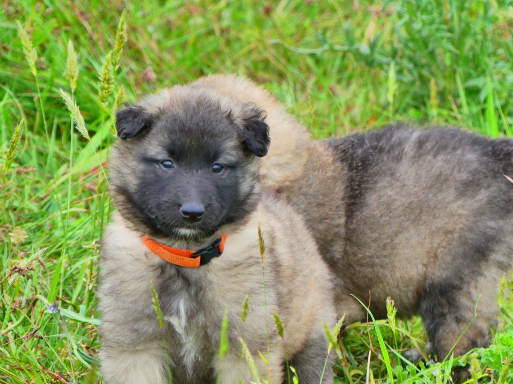 Des Légendes D'Onest - Chiots disponibles - Berger Belge