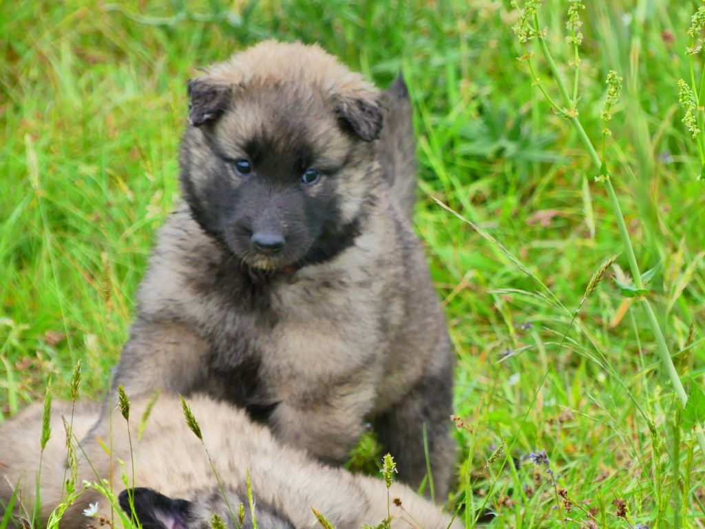 Des Légendes D'Onest - Chiots disponibles - Berger Belge