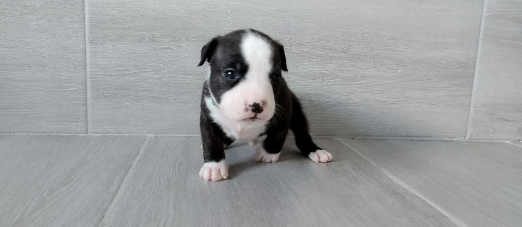 De La Legende Us De Siberia - Chiots disponibles - American Staffordshire Terrier