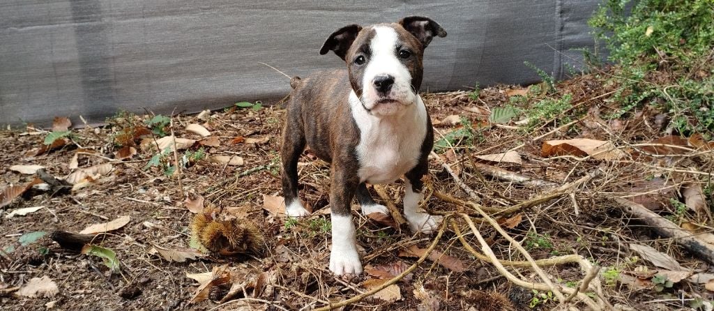 Chiot American Staffordshire Terrier De La Legende Us De Siberia