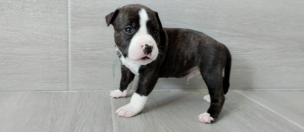 De La Legende Us De Siberia - Chiots disponibles - American Staffordshire Terrier