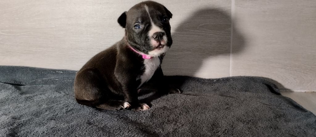 De La Legende Us De Siberia - Chiots disponibles - American Staffordshire Terrier