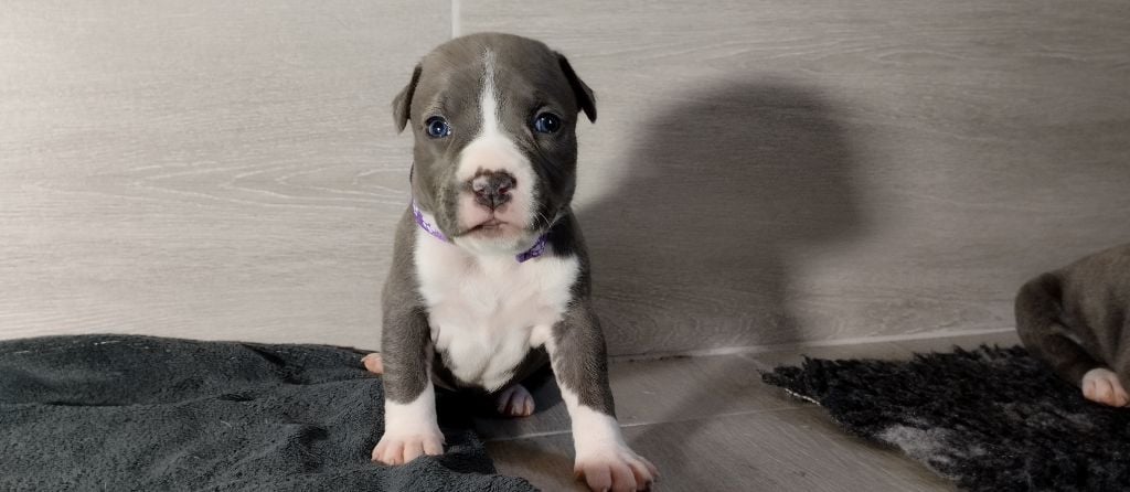 De La Legende Us De Siberia - Chiots disponibles - American Staffordshire Terrier