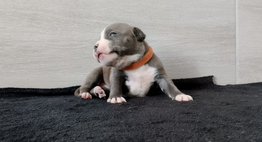 De La Legende Us De Siberia - Chiots disponibles - American Staffordshire Terrier