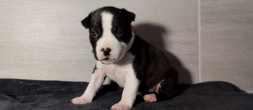 De La Legende Us De Siberia - Chiots disponibles - American Staffordshire Terrier