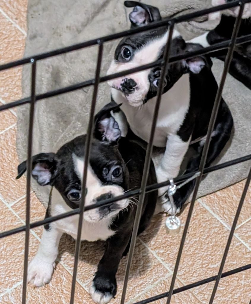 little paradise - Chiots disponibles - Boston Terrier