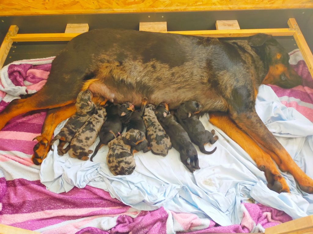 Des Feux Du Paradis - Elevage familiale beauceron Des Feux du Paradis