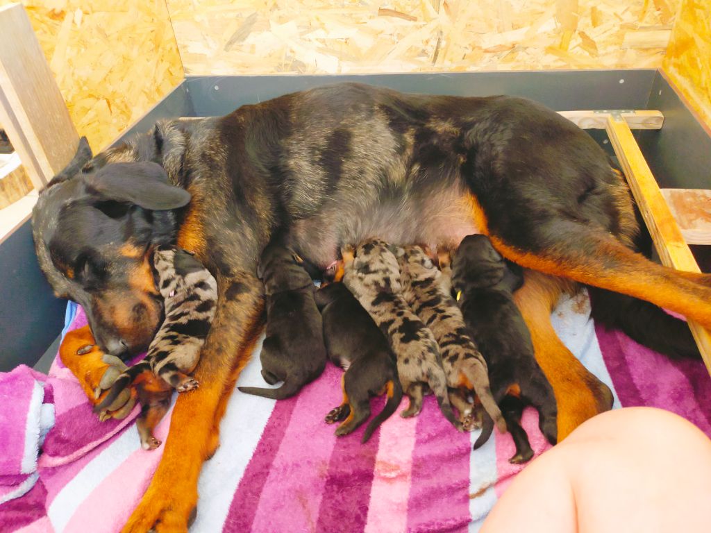 Chiot Berger de Beauce Des Feux Du Paradis