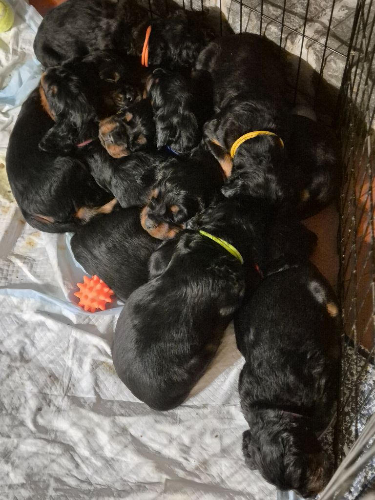 Chiot Setter Gordon De La Pierre De Lave