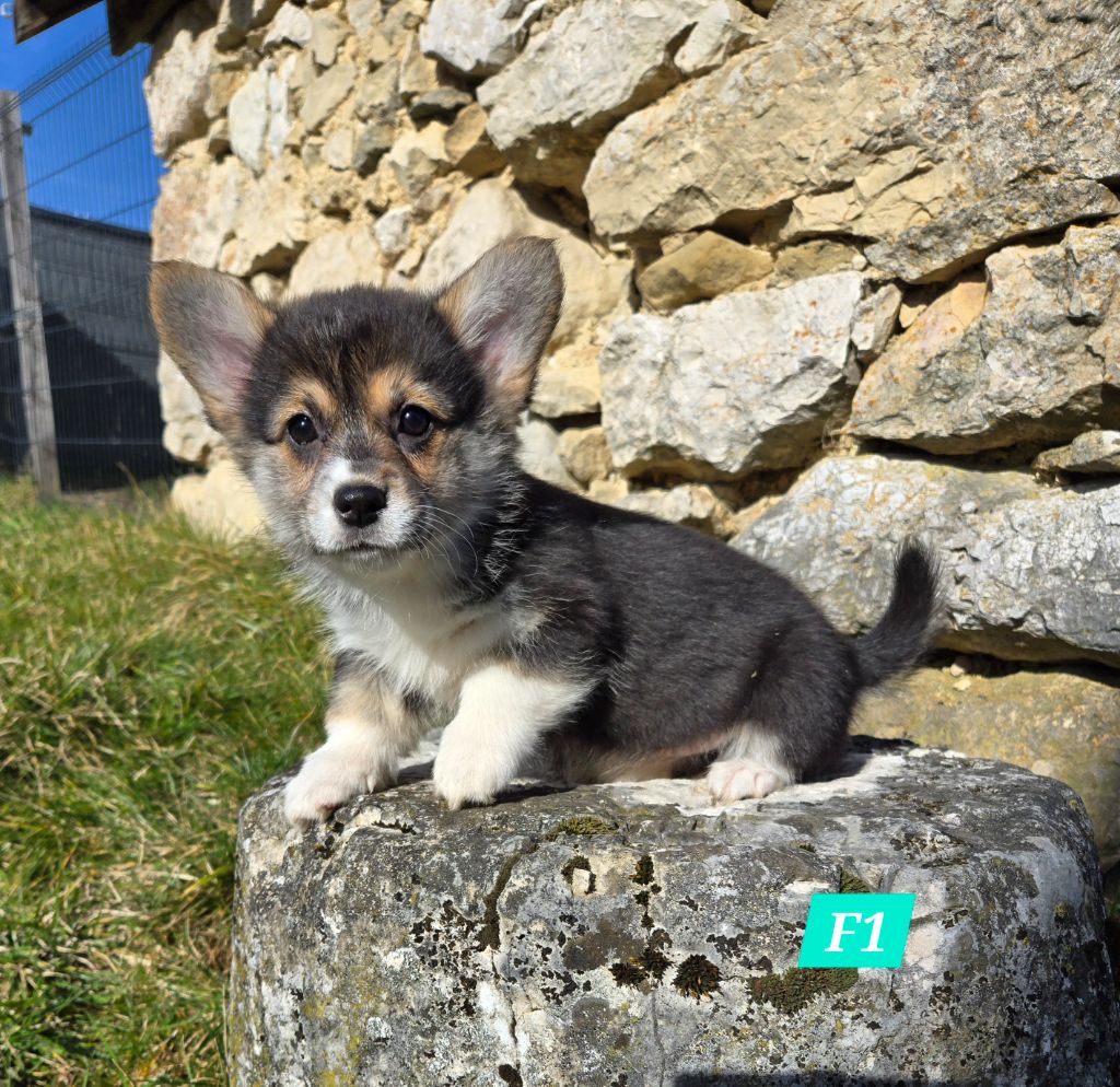 Domaine Du Mont Tournier - Chiots disponibles - Welsh Corgi Pembroke