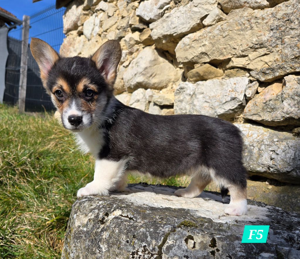 Domaine Du Mont Tournier - Chiots disponibles - Welsh Corgi Pembroke