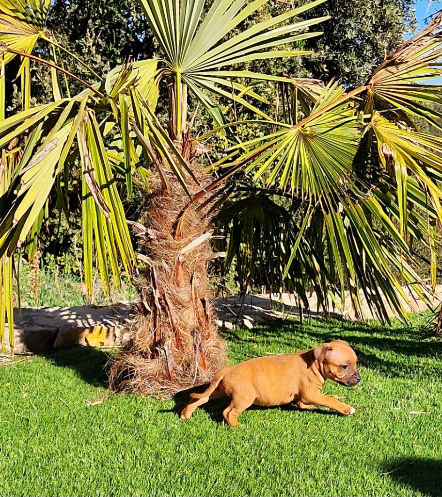 Des Terres Des Lices - Staffordshire Bull Terrier - Portée née le 16/10/2023