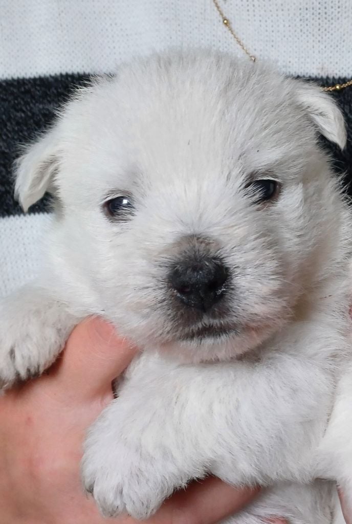 De La Forêt D'Orla - West Highland White Terrier - Portée née le 20/03/2024