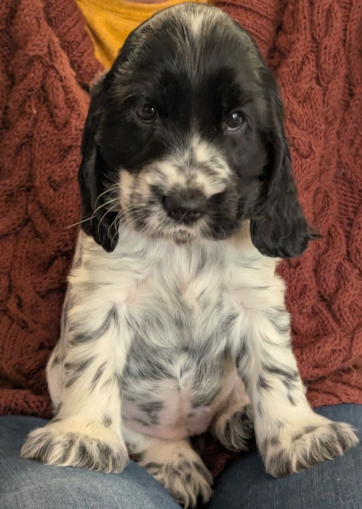 Domaine D'ostrale - Cocker Spaniel Anglais - Portée née le 02/12/2024