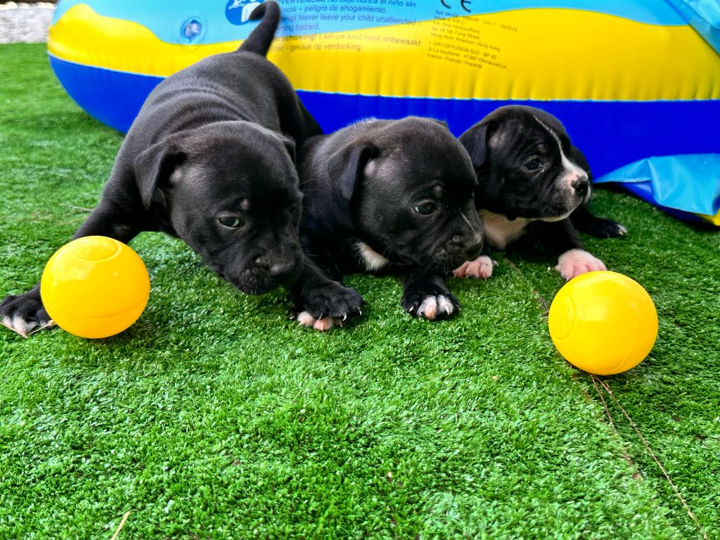 Cedric Auricoste - Staffordshire Bull Terrier - Portée née le 11/06/2023