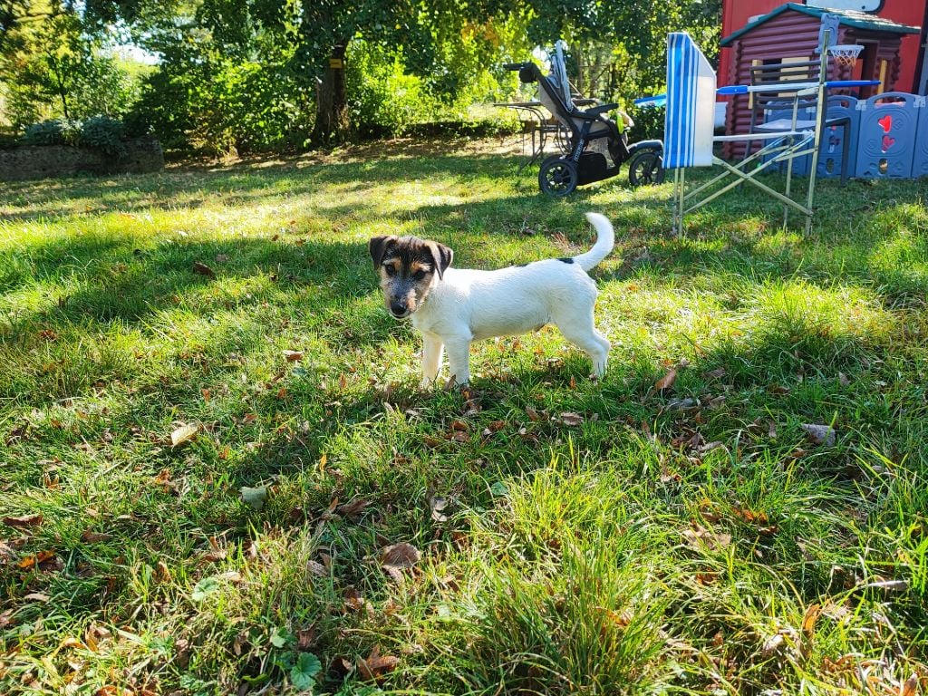 Solaar Jack - Chiots disponibles - Jack Russell Terrier