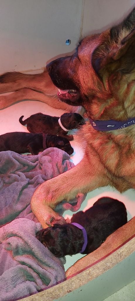 des Loups du Château de la Largade - 15/01 : naissance de 3 chiots magnifiques - 2 males 1 femelle.