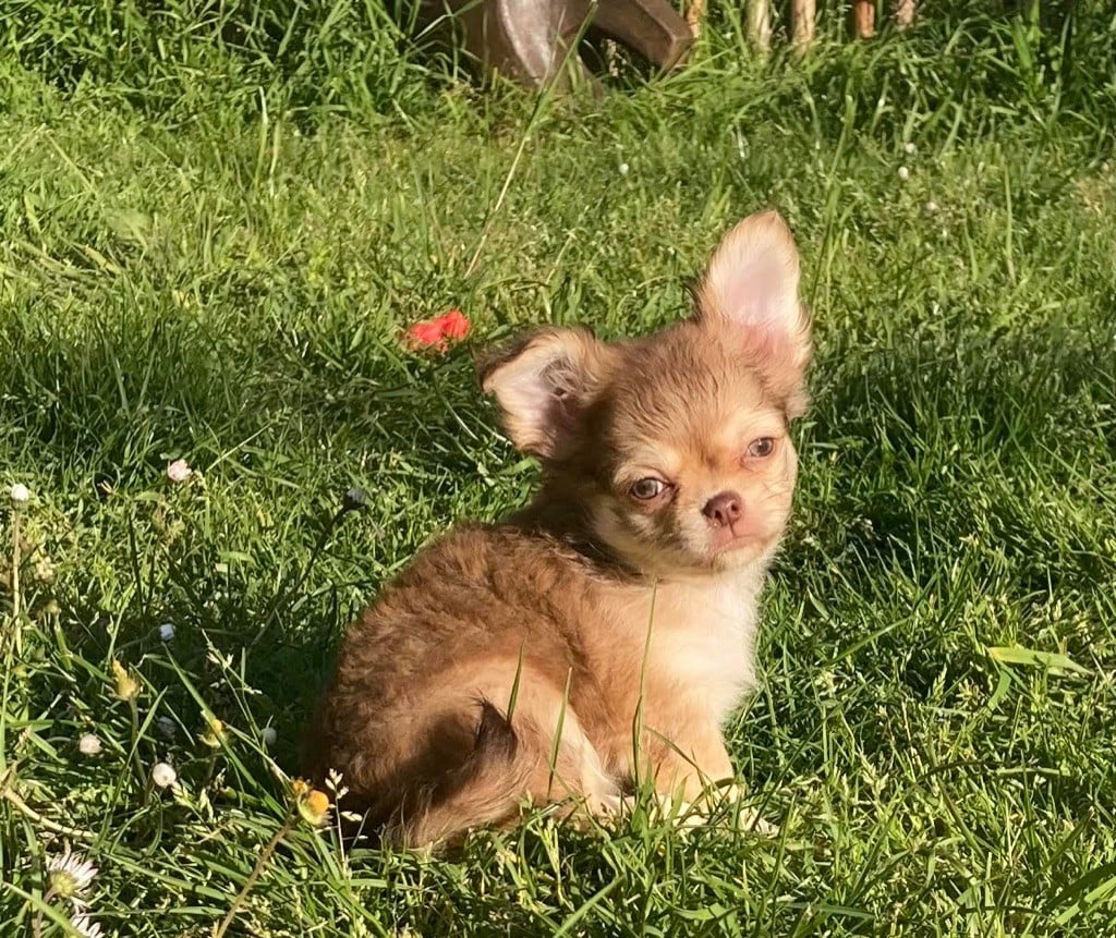 Mylene Marie - Chihuahua - Portée née le 18/02/2024