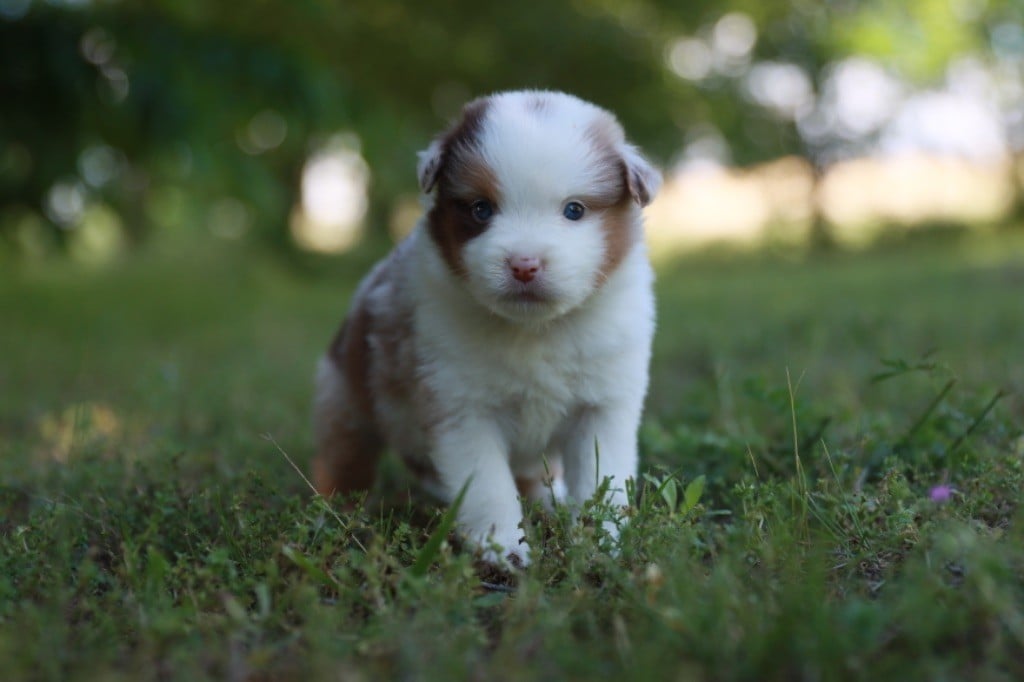 Des Montagnes Argentées - Chiots disponibles - Berger Américain Miniature 