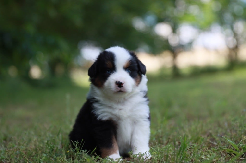 Des Montagnes Argentées - Chiots disponibles - Berger Américain Miniature 