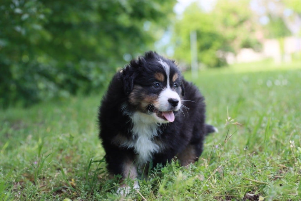 Des Montagnes Argentées - Chiots disponibles - Berger Américain Miniature 