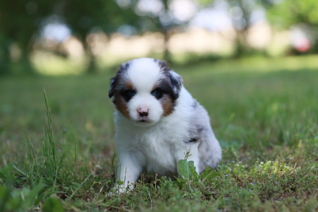 Des Montagnes Argentées - Chiots disponibles - Berger Américain Miniature 