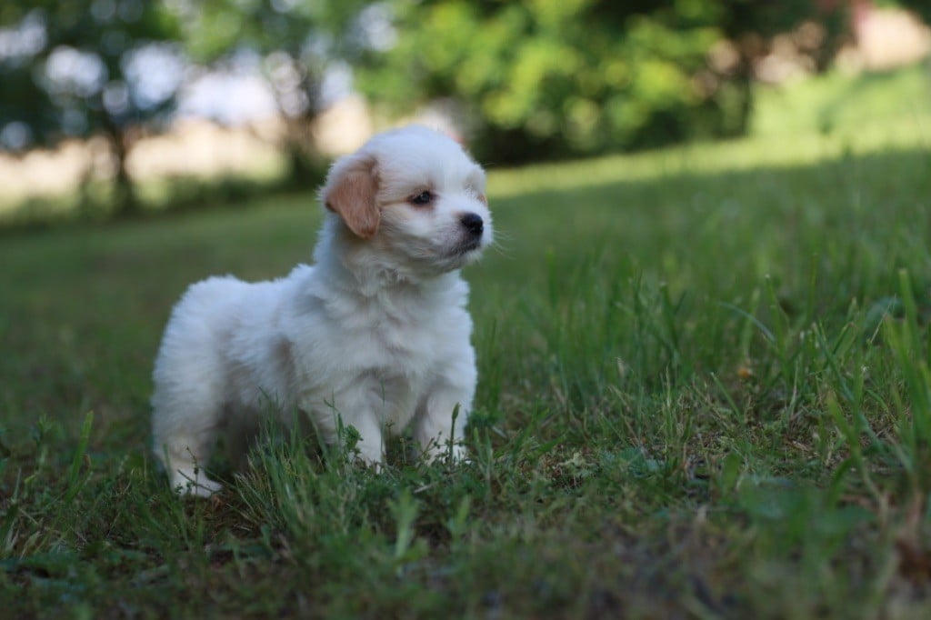 Des Montagnes Argentées - Chiots disponibles - Coton de Tulear